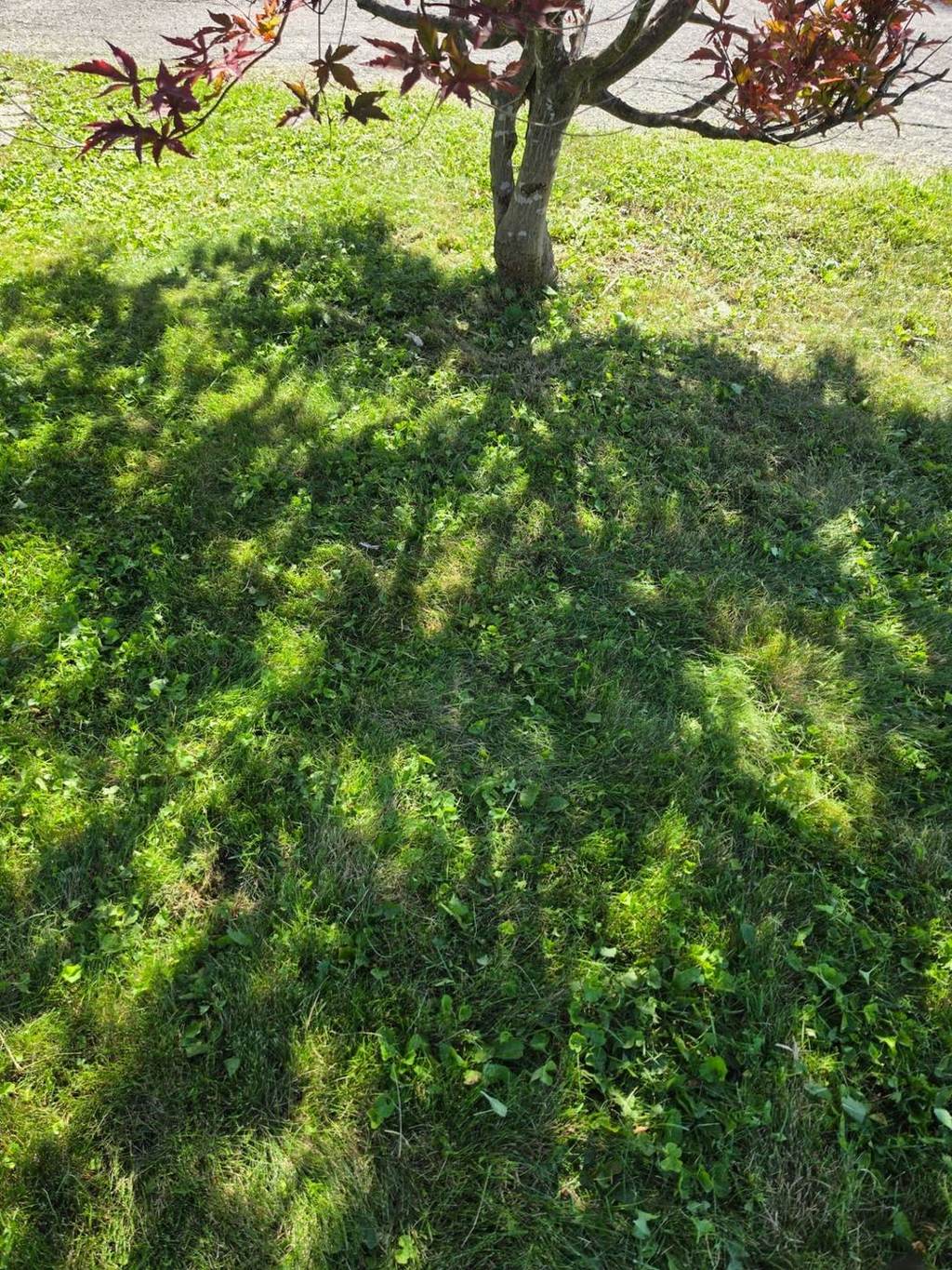 Freshly cut residential lawn beneath a Japanese maple maintained by Benny's in Ottawa